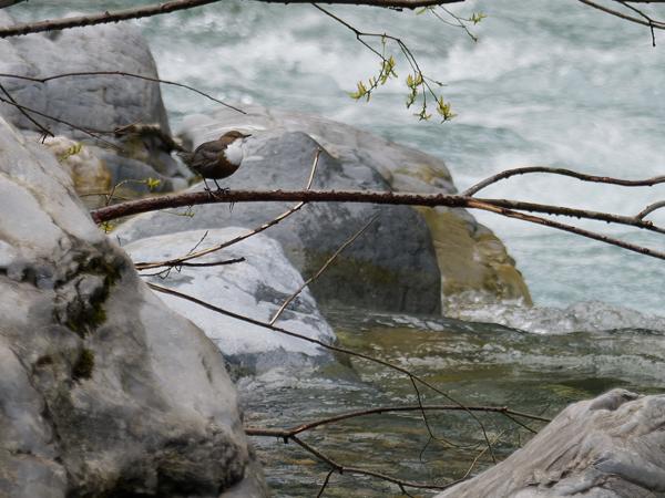 <h3><a href="/trips/ebro/biota/animalia/chordata/aves/040 passeriformes/109 cinclidae/cinclus cinclus/cinclus cinclus-nl.html">Cinclus&nbsp;cinclus</a> / White‑throated&nbsp;dipper / Waterspreeuw</h3>OM-1 Mark II met OLYMPUS M.300mm F4.0, 1/2000 sec  bij F4.0, ISO 1000